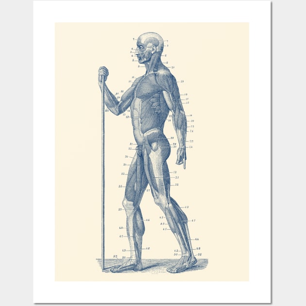 Side View - Human Muscle System - Anatomy Wall Art by Vintage Anatomy Prints